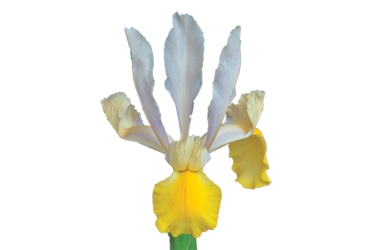 Iris Apollo tn.jpg